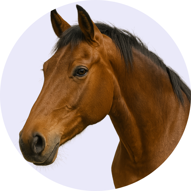 Alt Image