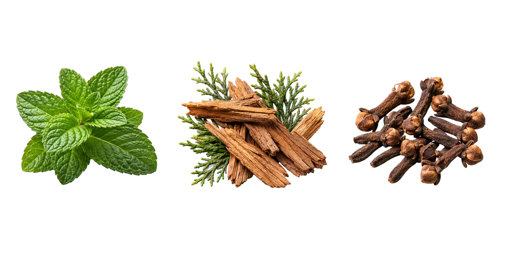 Peppermint leaves, cedarwood and cloves used in Miracle Wizard pouches